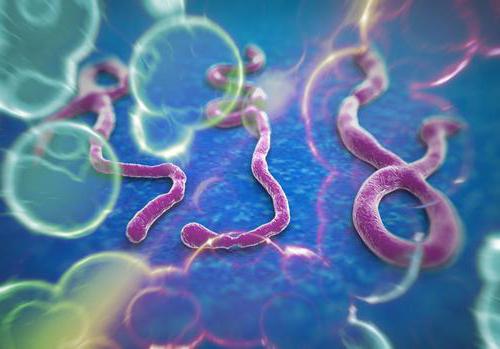sinais de que o vírus ebola