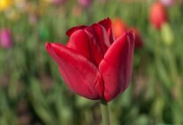 El enigma sobre el tulipán: el desarrollo de los niños