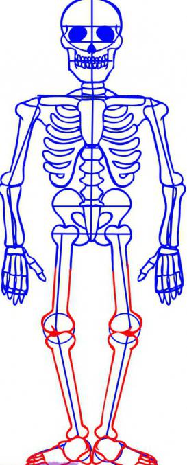jak narysować szkielet człowieka