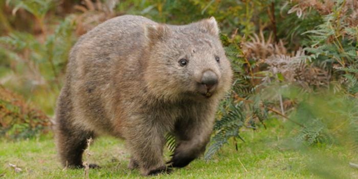 Wombat das Tier