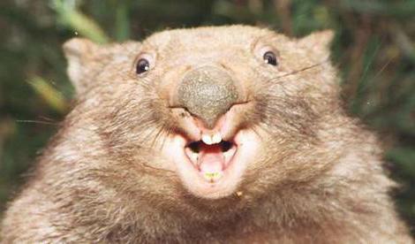 wombat la foto de un animal