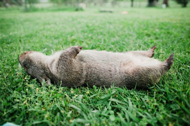 Tier Wombat Australien