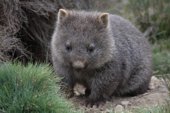 um marsupial animal wombat