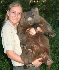 wombat um marsupial