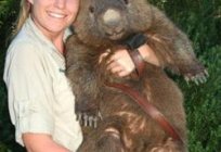 Wombat: zwierzę Australii. 