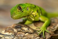 Kowtowing animals: what dream? The lizard warns detractors