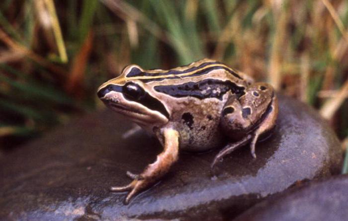 Kryłowa żaba просящая króla