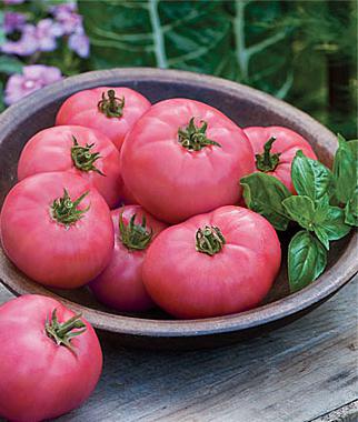 Pink Tomato King