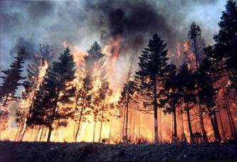 Waldbrände in Russland