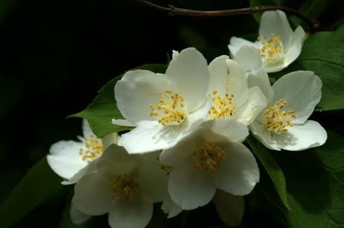 flores de jasmim