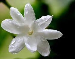 Jasmine photo flower