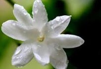 Direitos de flores de jasmim - uma suave fragrância e beleza sutil