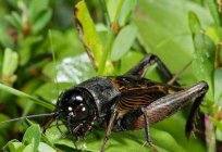 Чим харчується цвіркун в природі і в людському житло?