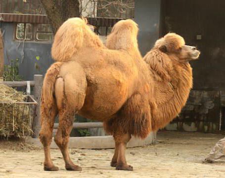  horário de lã camel viajante
