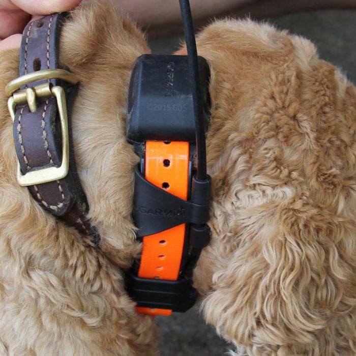 köpek tasmaları ile cihazınız için avcılık fiyat