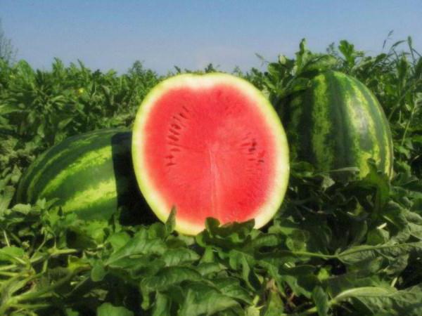 die Namen der Sorten Wassermelonen
