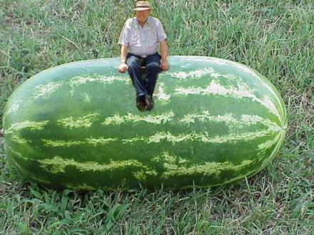 的大型的品种的西瓜