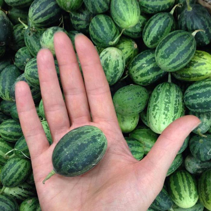 Sorten Wassermelonen Foto