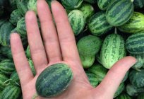 Varieties and types watermelon