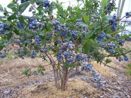 Planting blueberries