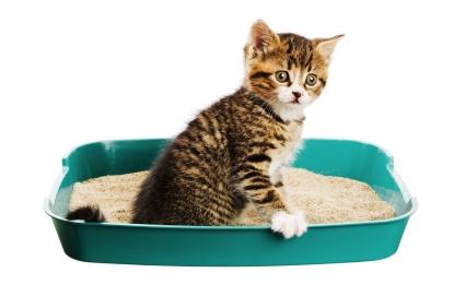 what to do if the cat has diarrhea