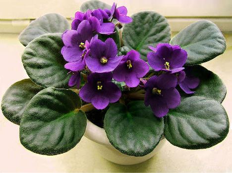 Grade violets