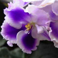 new Violet cultivar