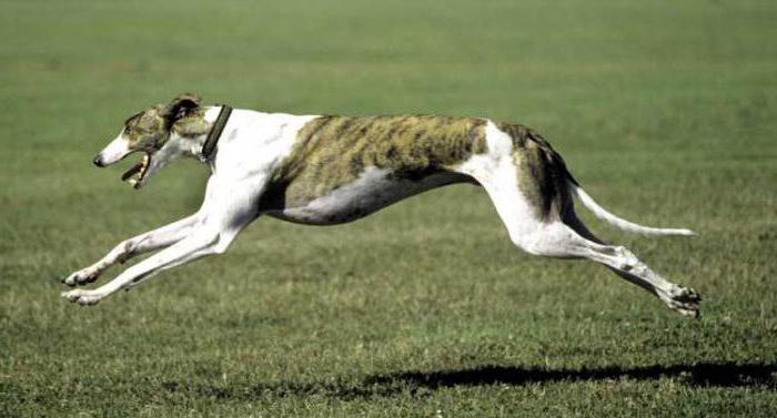 the fastest dog in the world