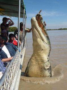 wie viel wiegt Krokodil