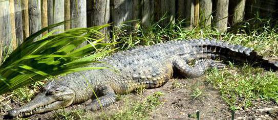 розмір крокодила