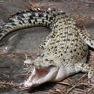 das kleinste Krokodil der Welt