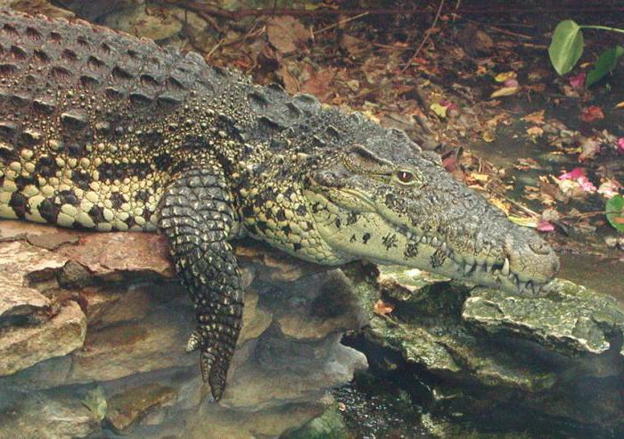 die größte Art der Krokodile