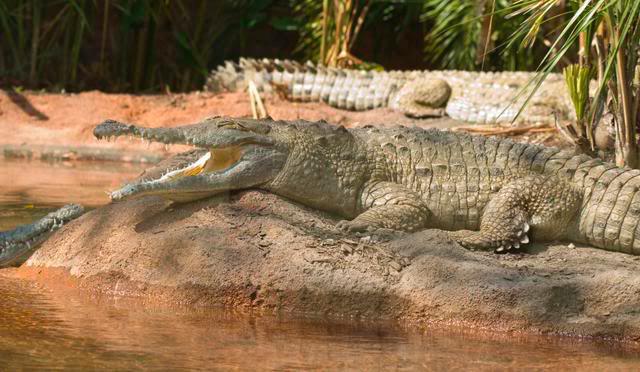 ile waży krokodyl