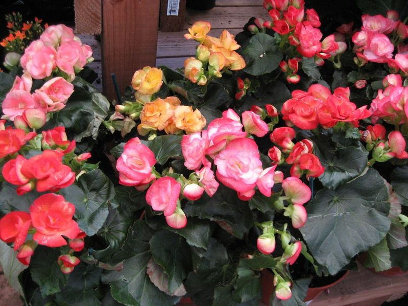 Knolle BEGONIA
