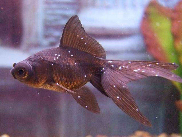 how to treat fish from monkey Furacilinum
