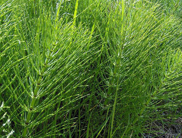 Leaves of horsetail