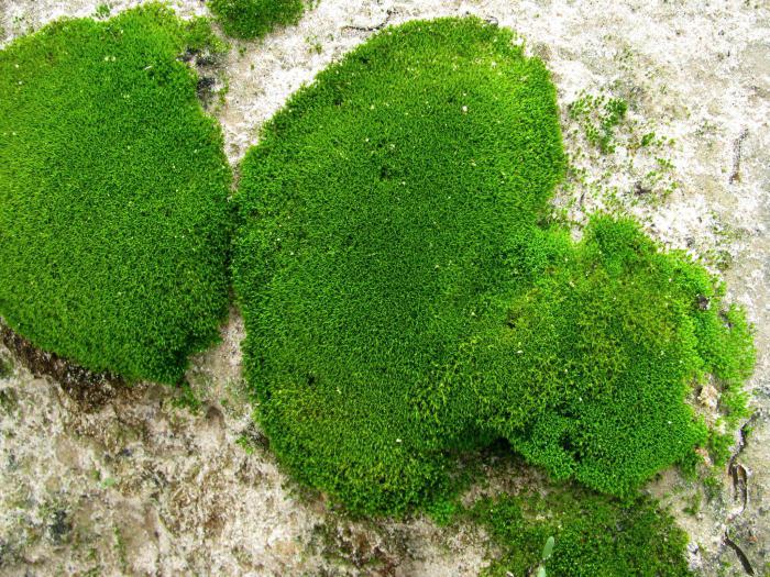 the mosses spore-bearing plants