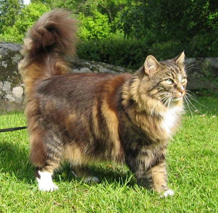  gatos de raça britânico длинношерстный