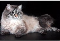 Cabelos compridos a raça do gato: a descrição e as características do caráter