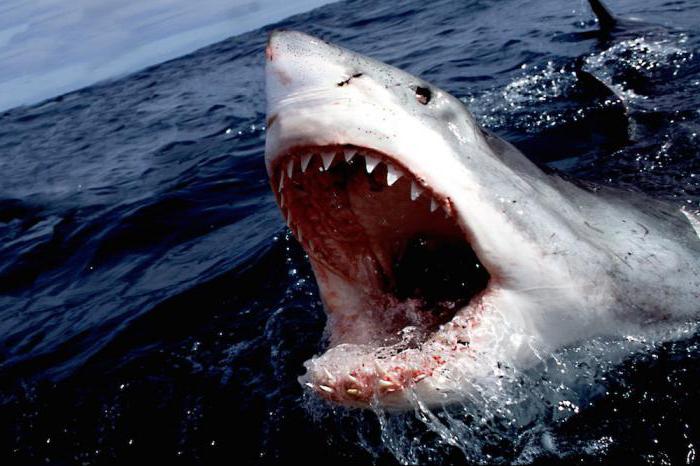 салмағы қанша акула