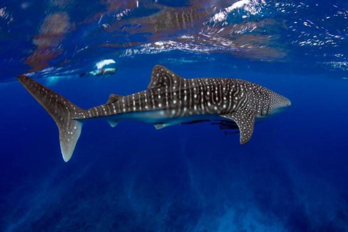 салмағы қанша ең үлкен акула