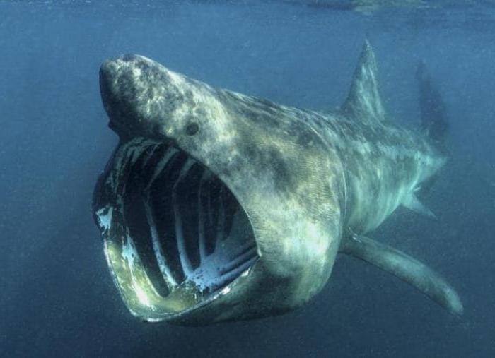  ne kadar ağırlığında köpekbalığı megalodon 
