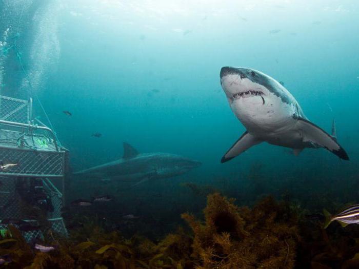 салмағы қанша ең үлкен акула әлемде