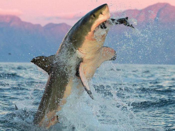 what is the weight of the great white shark