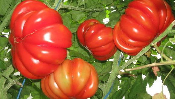 Лотаринская красуня томат відгуки