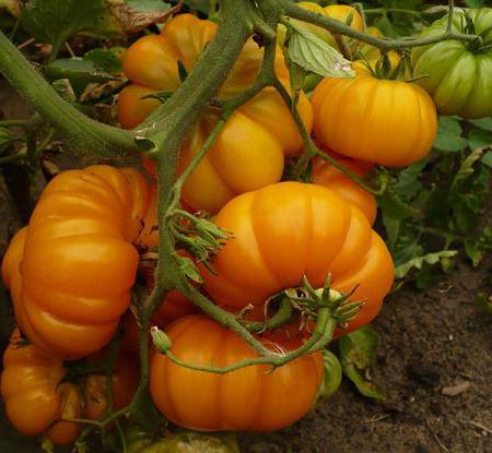 Tomaten-Anbau und Pflege im Freiland