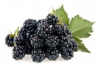 Let's talk about the berries: Tyutin (mulberry) in medicine and cooking