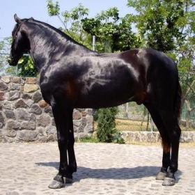 Friesian breed of horses price