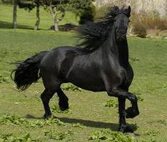 horse breeds with photos