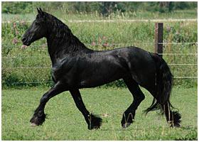 фото коней фризької породи